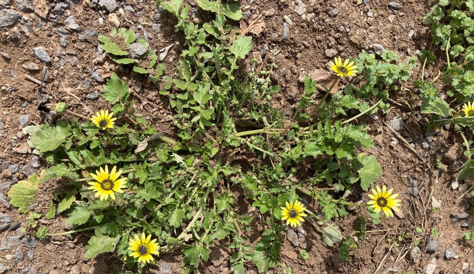 weeds